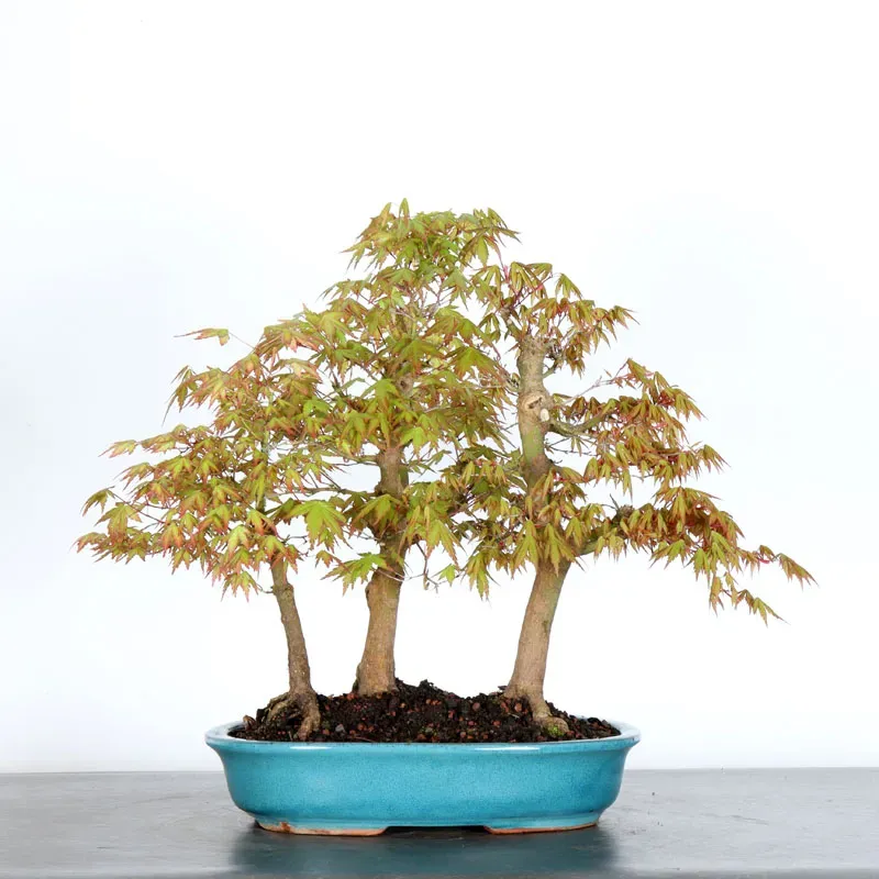 FORÊT ERABLE DU JAPON "ACER PALMATUM" 1-4