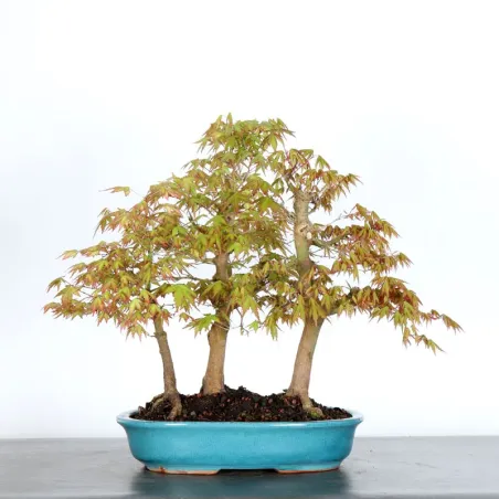 JAPANESE MAPLE FOREST "ACER PALMATUM" 1-4