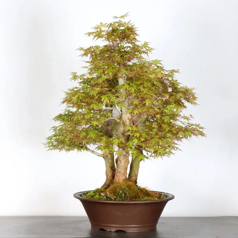 image supplémentaire - JAPANESE MAPLE FOREST "ACER...