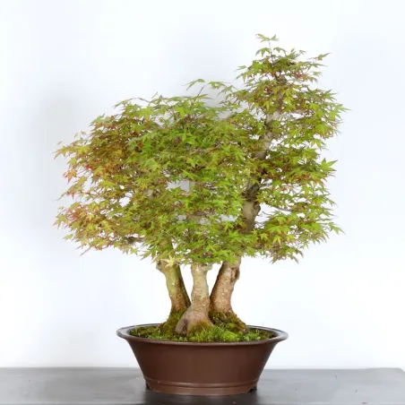 Forêt Erable du japon "acer palmatum" 6-2