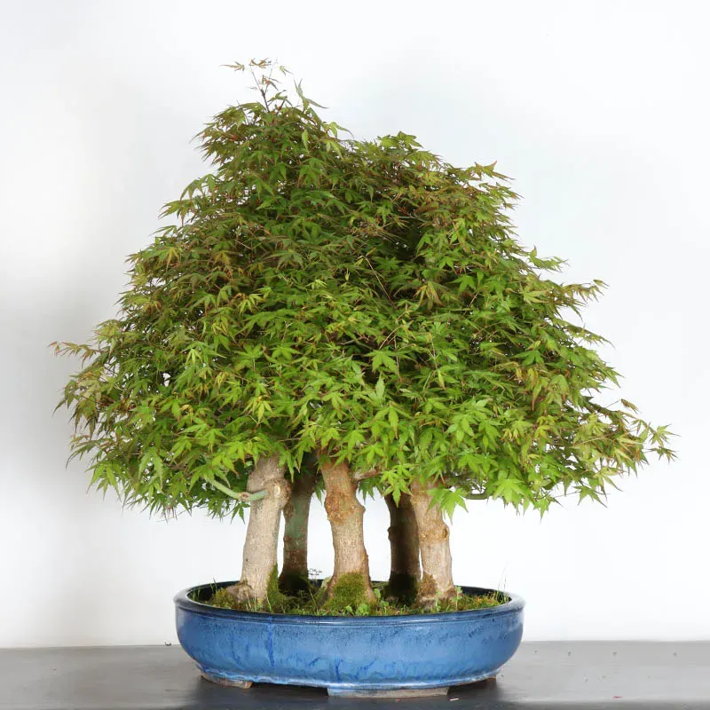 image supplémentaire - FORÊT ERABLE DU JAPON "ACER...