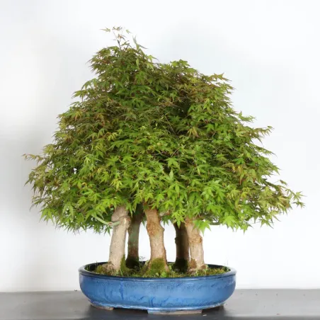 image supplémentaire - FORÊT ERABLE DU JAPON "ACER...