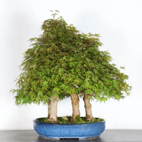 FORÊT ERABLE DU JAPON "ACER PALMATUM" 6-3
