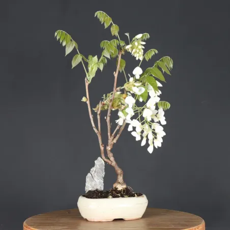 Bonsai Glycine "Wisteria Sinensis"