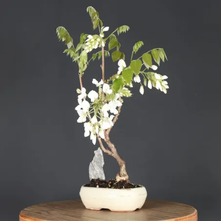 image supplémentaire - GLYCINE "WISTERIA SINENSIS"...