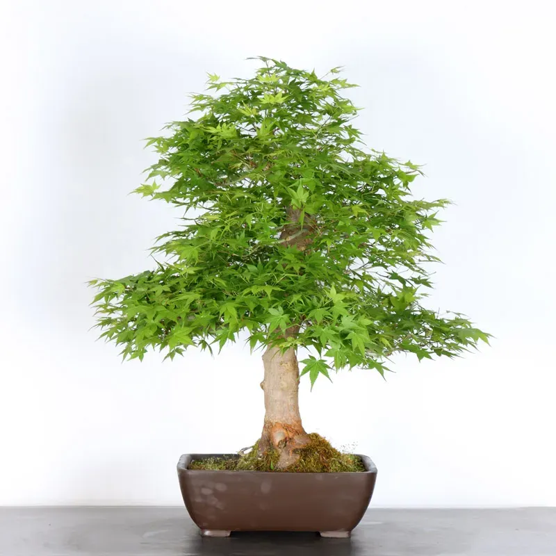 image supplémentaire - ERABLE DU JAPON "ACER...