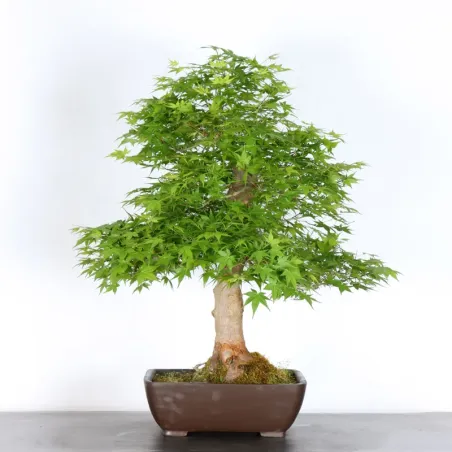 image supplémentaire - JAPANESE MAPLE "ACER...