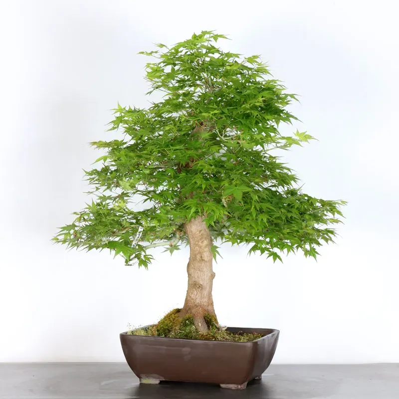 ERABLE DU JAPON "ACER PALMATUM" 5-11