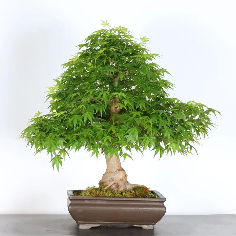 ERABLE DU JAPON "ACER PALMATUM" 5-9