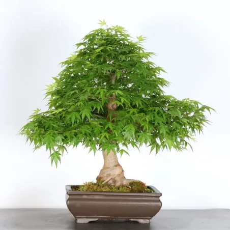 JAPANESE MAPLE "ACER PALMATUM" 5-9