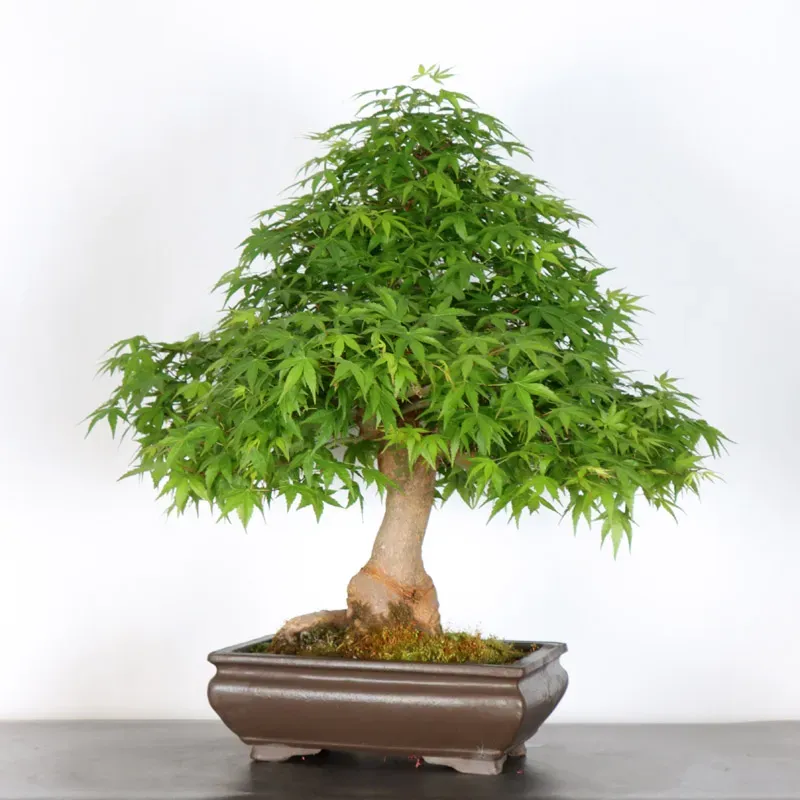 image supplémentaire - ERABLE DU JAPON "ACER...