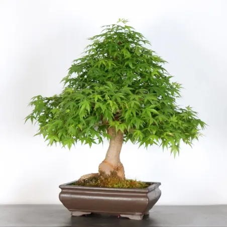 image supplémentaire - ERABLE DU JAPON "ACER...