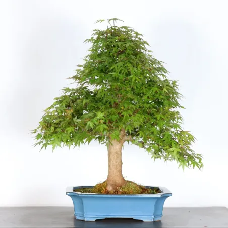 ERABLE DU JAPON "ACER PALMATUM" 5-12 (Pot fissuré)