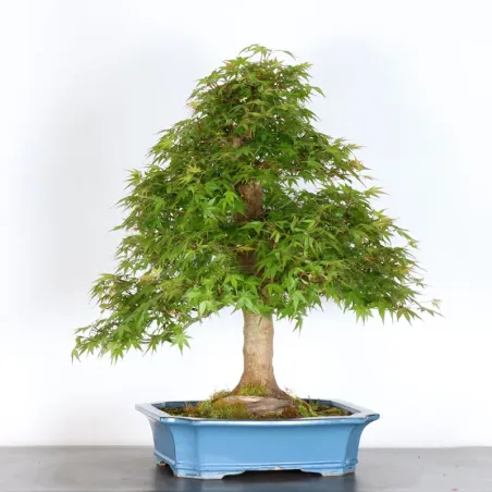 image supplémentaire - JAPANESE MAPLE "ACER...