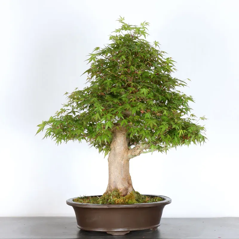 ERABLE DU JAPON "ACER PALMATUM" 5-10