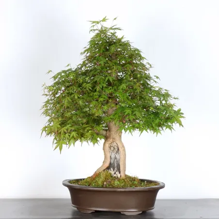 image supplémentaire - JAPANESE MAPLE "ACER...