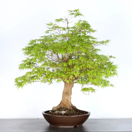 JAPANESE MAPLE "ACER PALMATUM" 5-5