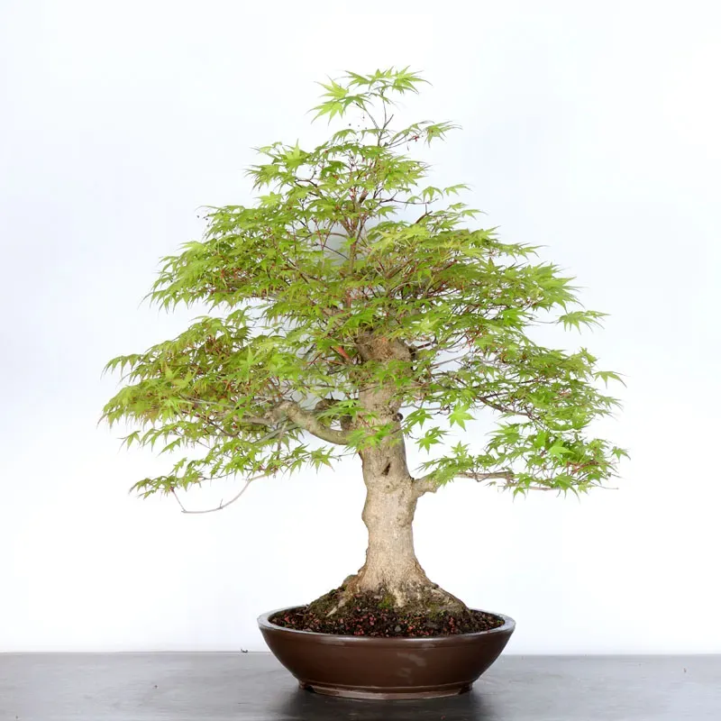 image supplémentaire - Erable du japon "acer...