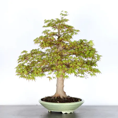 JAPANESE MAPLE "ACER PALMATUM" 5-2