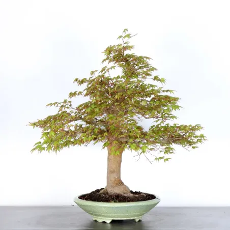 image supplémentaire - JAPANESE MAPLE "ACER...