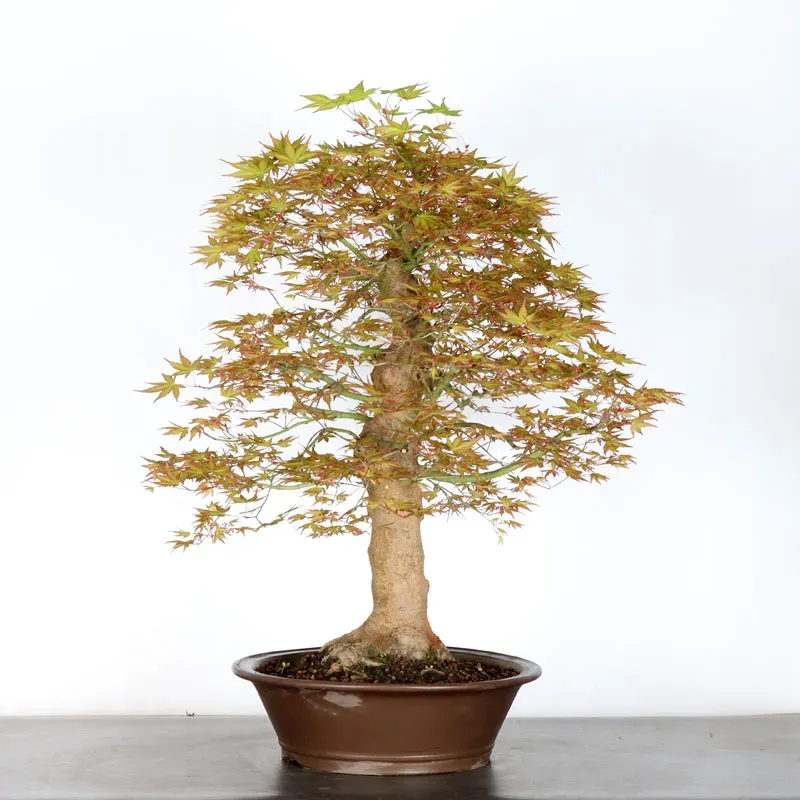 image supplémentaire - ERABLE DU JAPON "ACER...