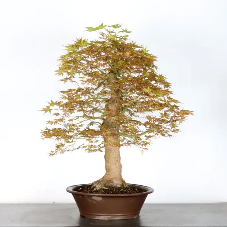 image supplémentaire - JAPANESE MAPLE "ACER...