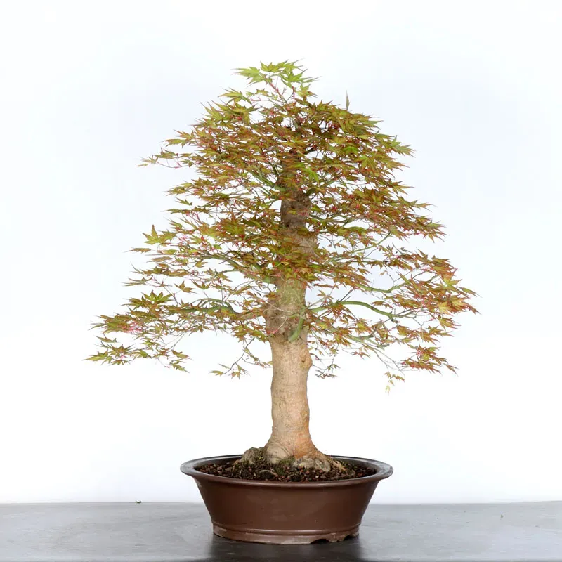 ERABLE DU JAPON "ACER PALMATUM"-5-4