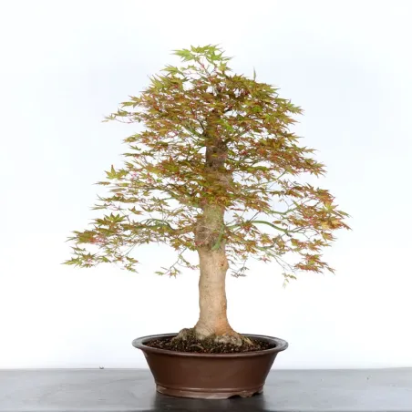 ERABLE DU JAPON "ACER PALMATUM"-5-4