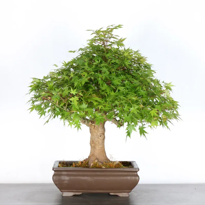 image supplémentaire - ERABLE DU JAPON "ACER...