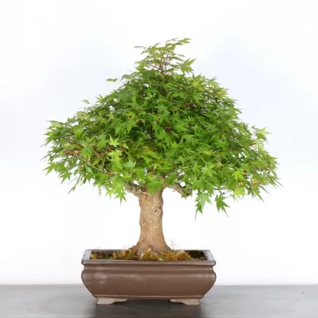 image supplémentaire - ERABLE DU JAPON "ACER...