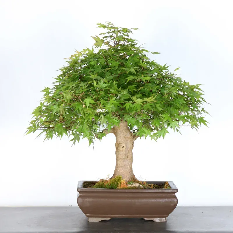 ERABLE DU JAPON "ACER PALMATUM" 5-7