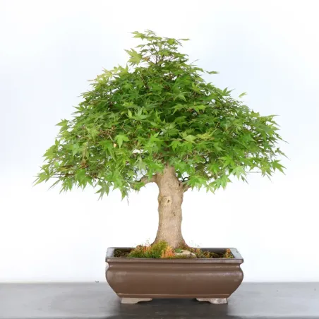 JAPANESE MAPLE "ACER PALMATUM" 5-7