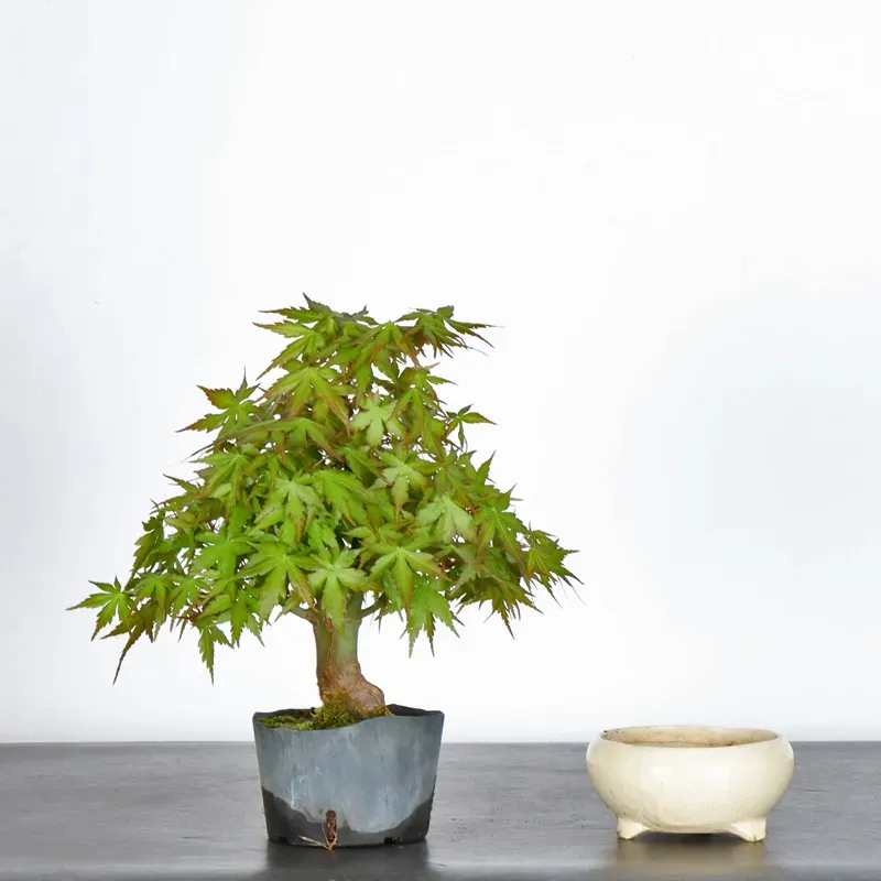 Prébonsai érable à rempoter avec pot n°13