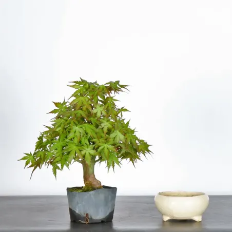 Prébonsai érable à rempoter avec pot n°13