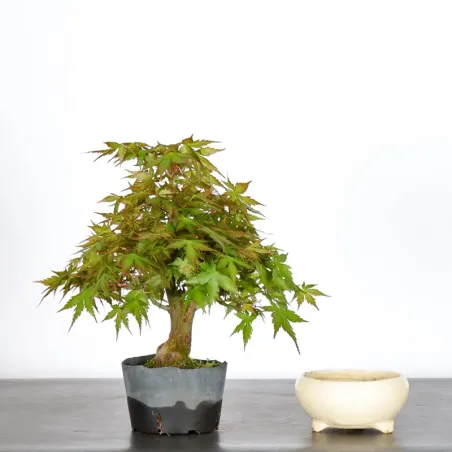 image supplémentaire - Prebonsai maple tree to be...