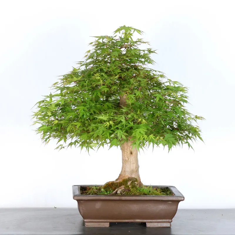 ERABLE DU JAPON "ACER PALMATUM" 5-6