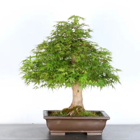 ERABLE DU JAPON "ACER PALMATUM" 5-6