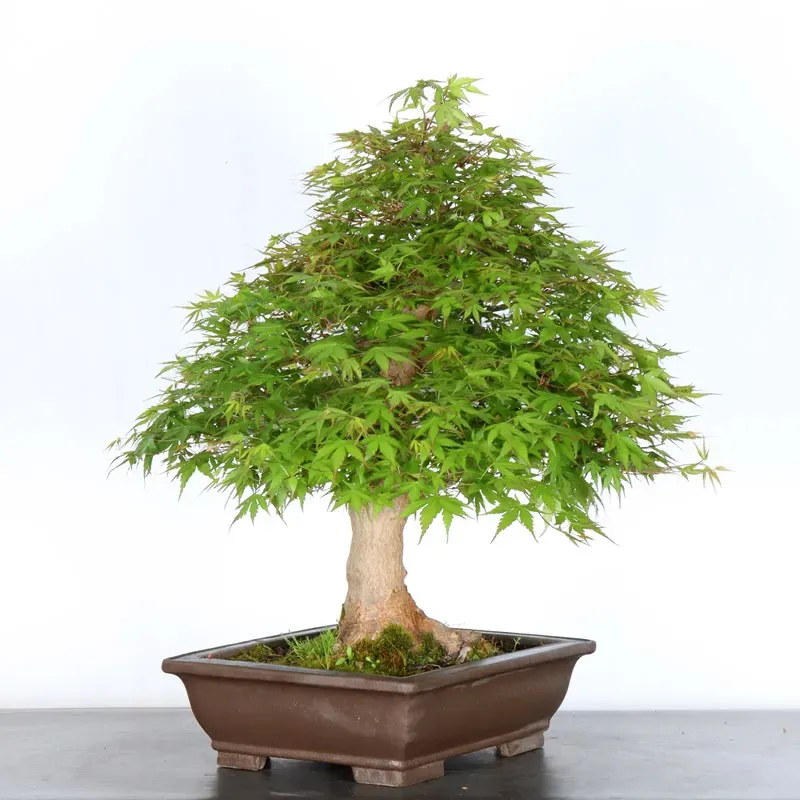 image supplémentaire - ERABLE DU JAPON "ACER...