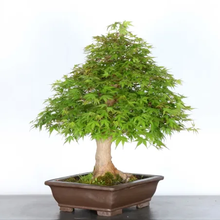 image supplémentaire - JAPANESE MAPLE "ACER...