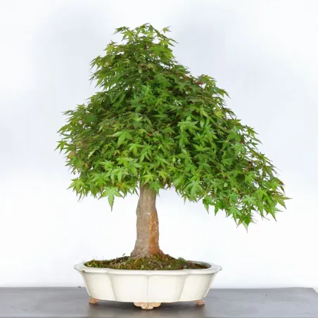 ERABLE DU JAPON "ACER PALMATUM" 5-1