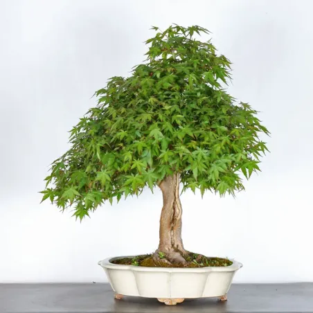 image supplémentaire - ERABLE DU JAPON "ACER...