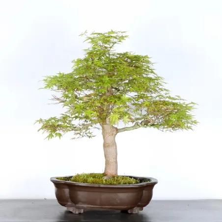 JAPANESE MAPLE "ACER PALMATUM" 5-3