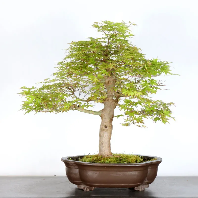 image supplémentaire - ERABLE DU JAPON "ACER...