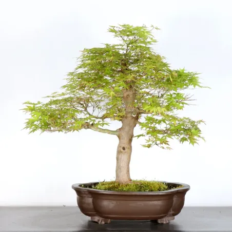 image supplémentaire - JAPANESE MAPLE "ACER...
