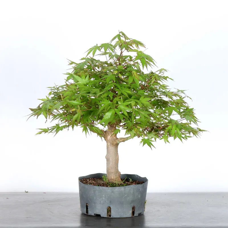 Bonsai Acer Palmatum AP-1-14