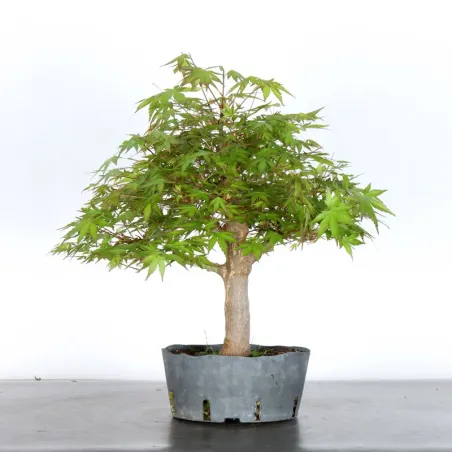 image supplémentaire - JAPANESE MAPLE "ACER...
