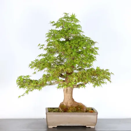 JAPANESE MAPLE "ACER PALMATUM" 4-13