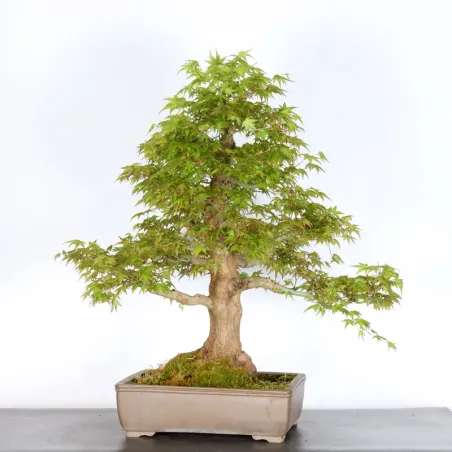 image supplémentaire - ERABLE DU JAPON "ACER...