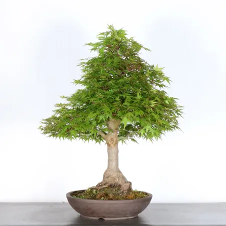 Bonsai Acer Palmatum AP-4-11