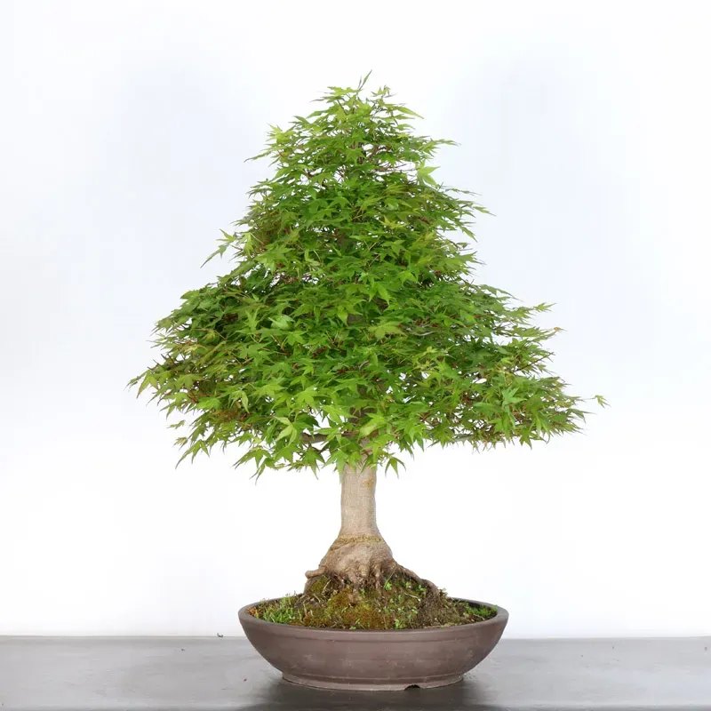 image supplémentaire - ERABLE DU JAPON "ACER...